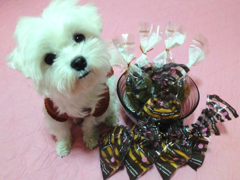 echo~�������ɿ���Ƭ������