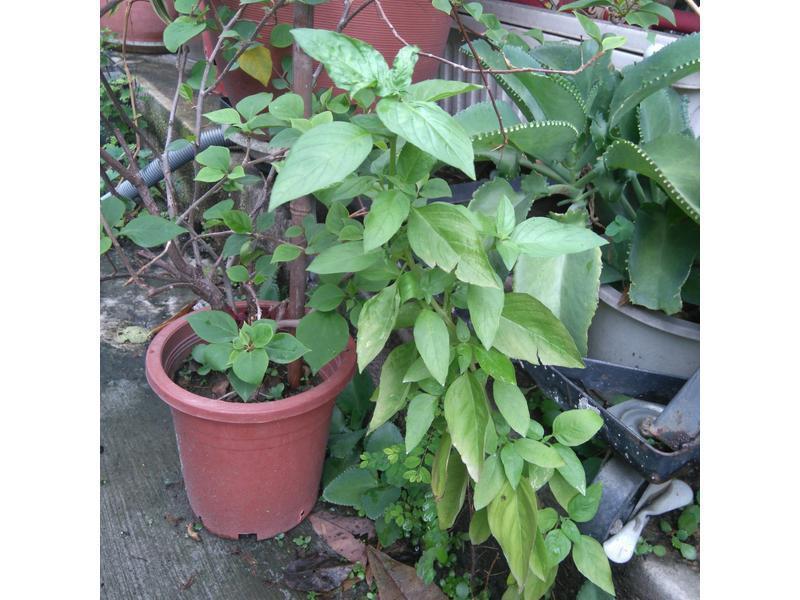 ���������ͷ������