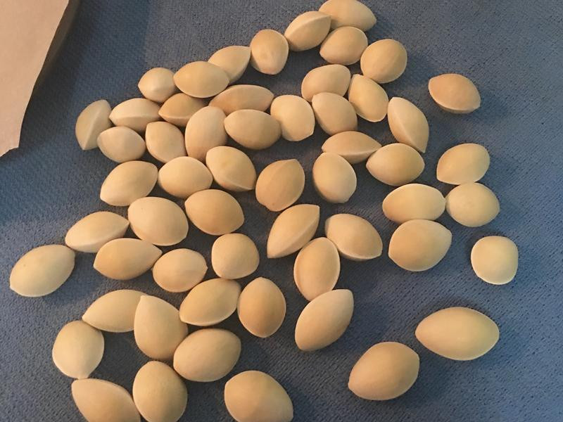 �Οh�׹�������