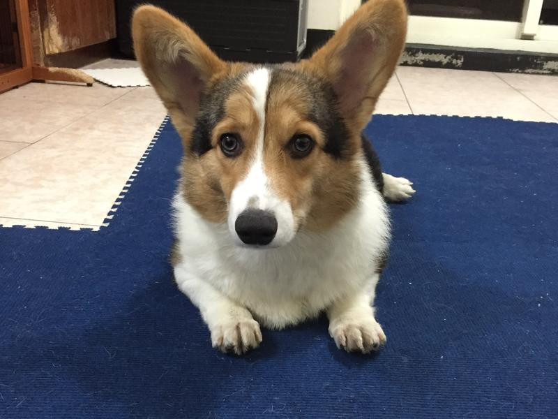 ëС��ʥ�������˱��ɵ�����