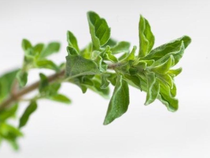 ����������˹����ݿ�ȫ����Poulet r?ti �� la proven?ale��������