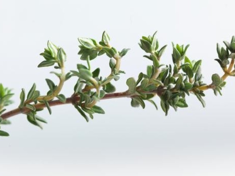 ����������˹����ݿ�ȫ����Poulet r?ti �� la proven?ale��������