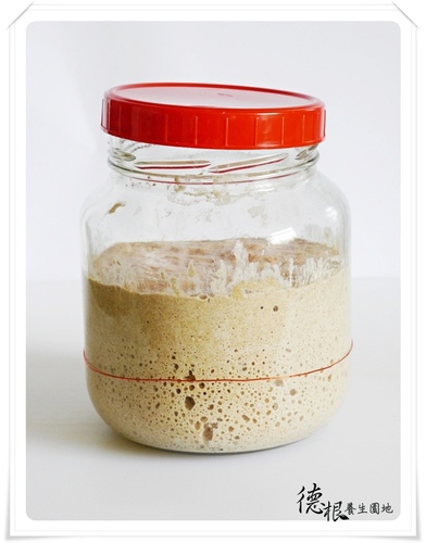 葡萄乾天然酵母種培養的做法