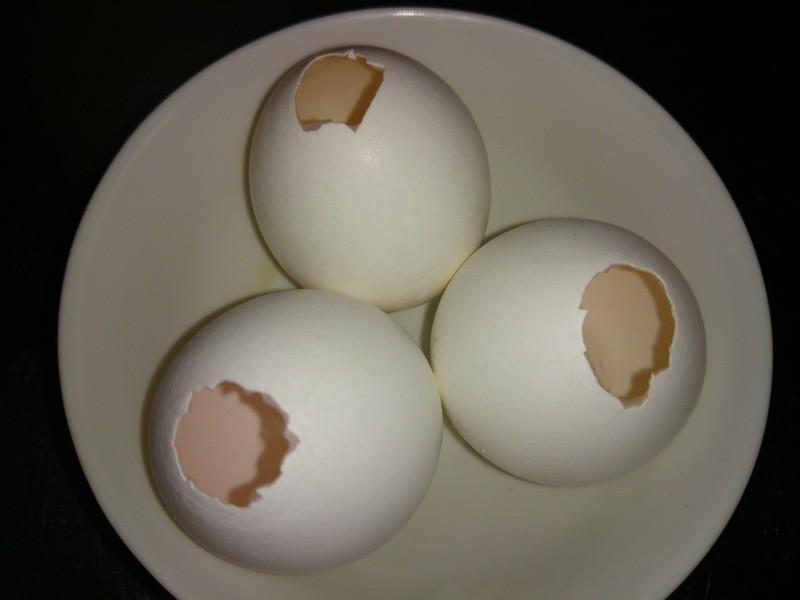 зζʲ��������������