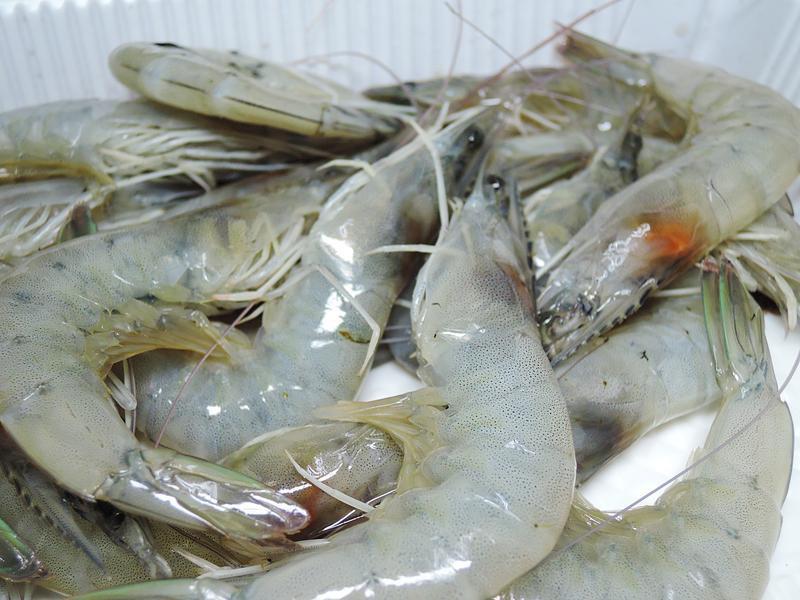 ��������Ϻ������