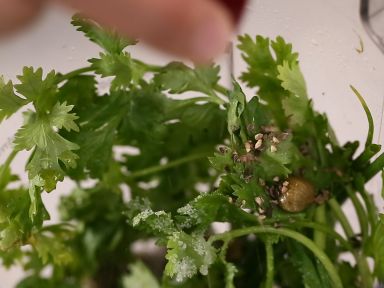 ���ţ������ʽ֭������