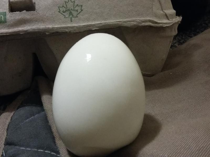 ����Ҳ������������󵰵�����