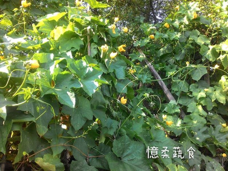 ?������ʳ?˿�ϻ��츾�޵�����