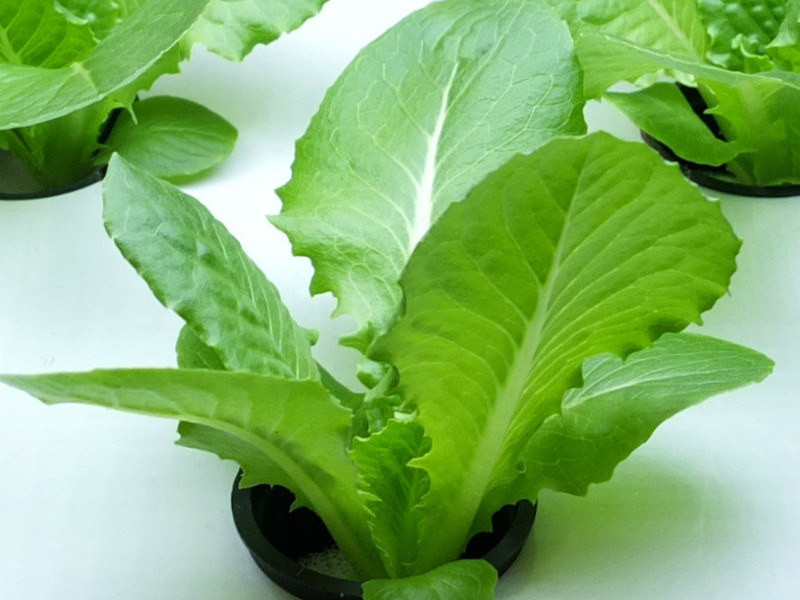 ���ݰ�Ϻ����ɳ��������