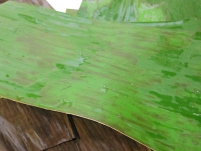 ����Ҷ����ͷҬ��Ŵ�׿�ٯ������