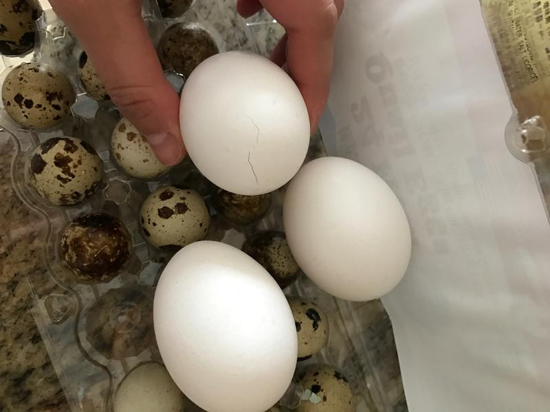 ��ʧ�ܲ�Ҷ��������