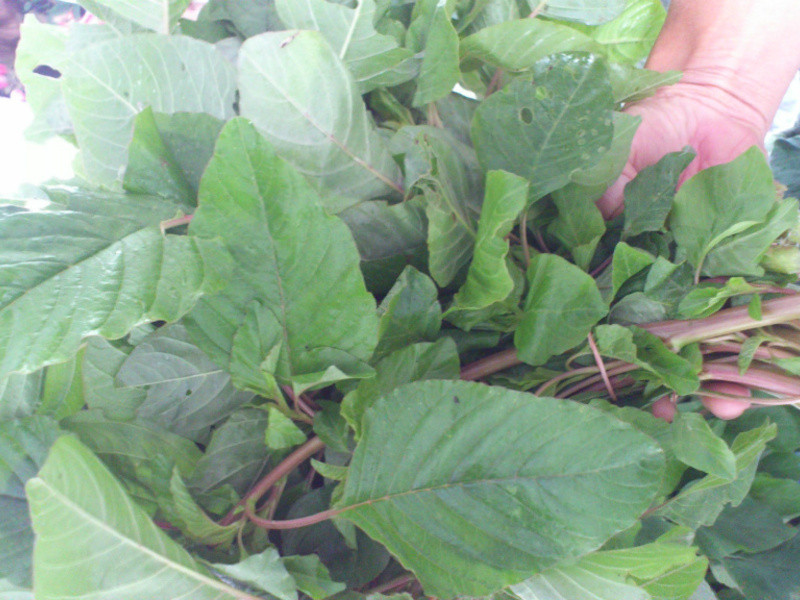 �峴�л�Ұ�Ȳ˵�����