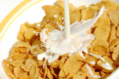 ţ����Ƭ������