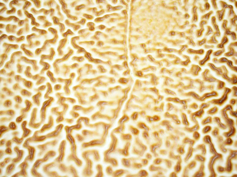 ����ζ��Ƥ�����������