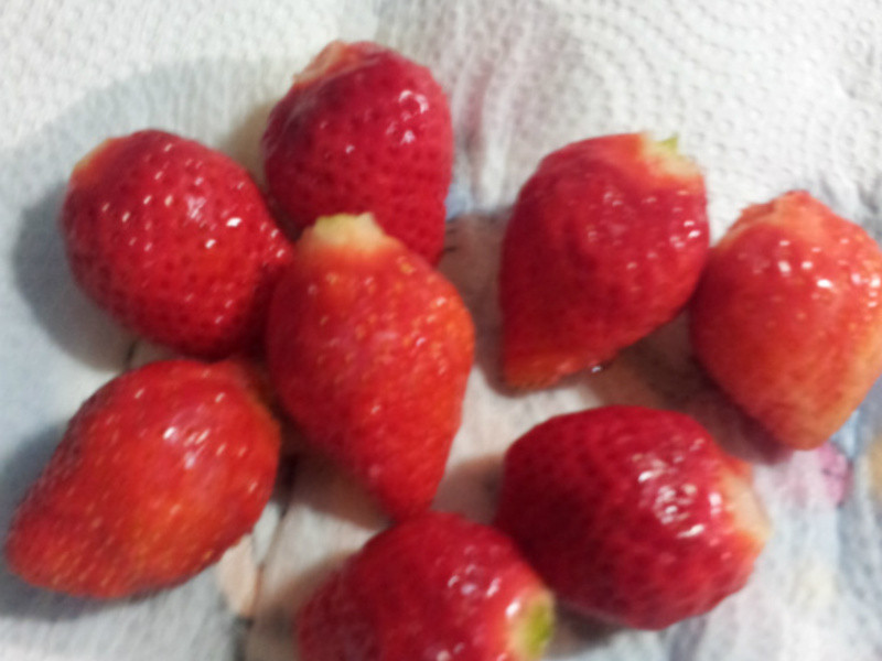 ����ݮ�Ͱ�ӥ�����̡�ͯ����ݮ�̱�������