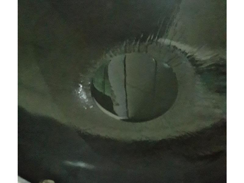 ��������(��ݮ��)������