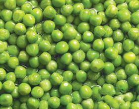 �����㶹������