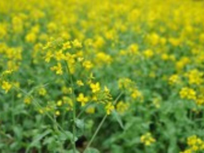 5���ӿ쳴����˻�������