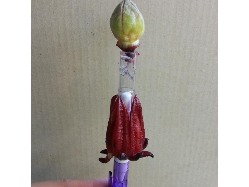 ���Z������(��������ȥ��)������