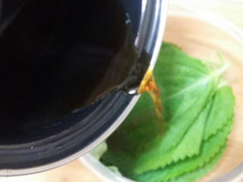 �Z��֥��Ҷ������