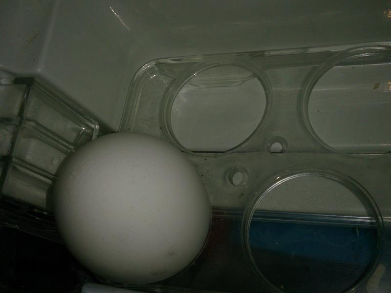 �糿����ζ-��ͺɰ���������