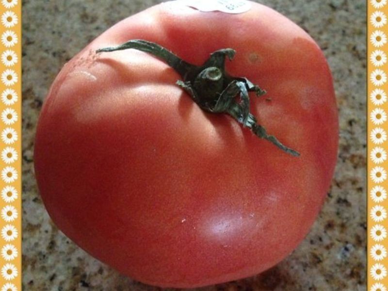 �������׵�����