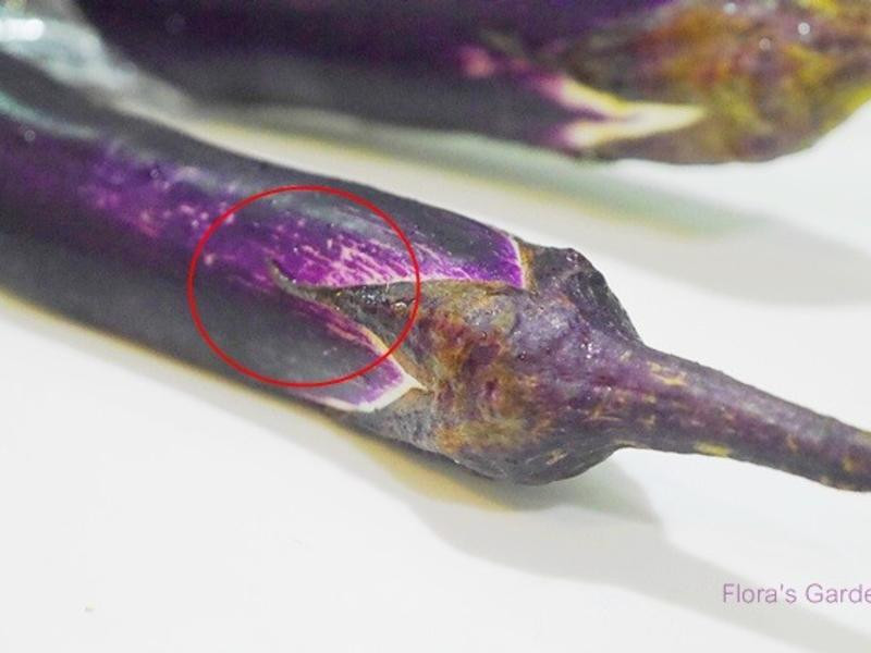 ������ɳ��������