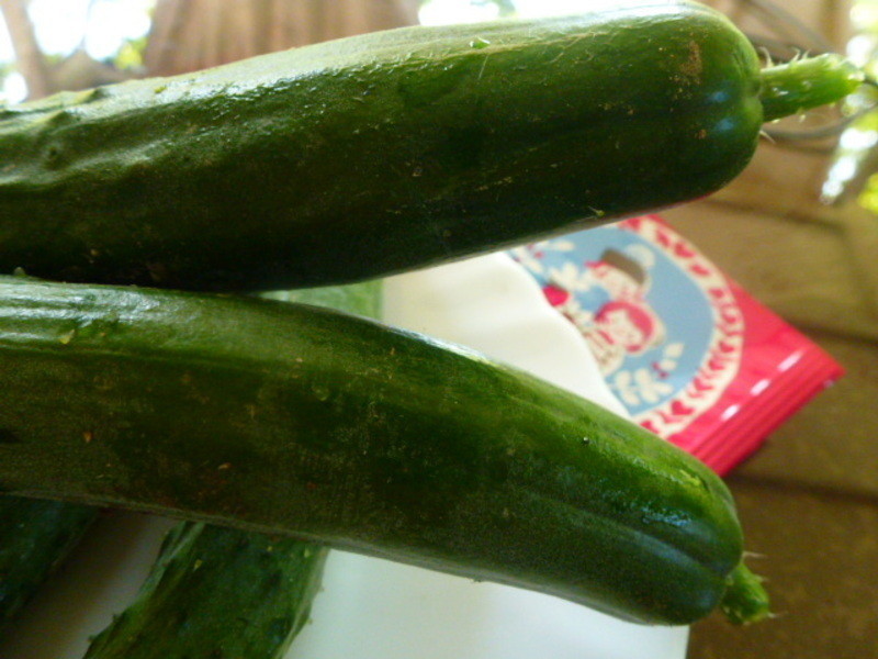 ÷������С�ƹϵ�����