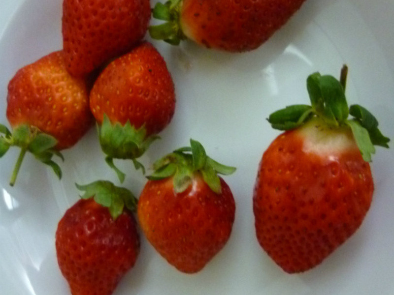 ����ݮ�Ͱ�ӥ�����̡���ݮ�����̵�����