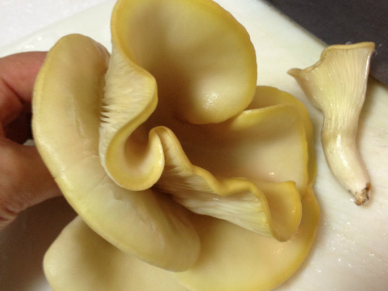 [��������]�����̰豫�㹽������