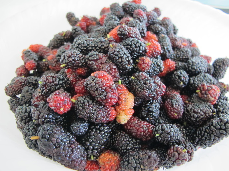 ������?�л�ɣ驹���������