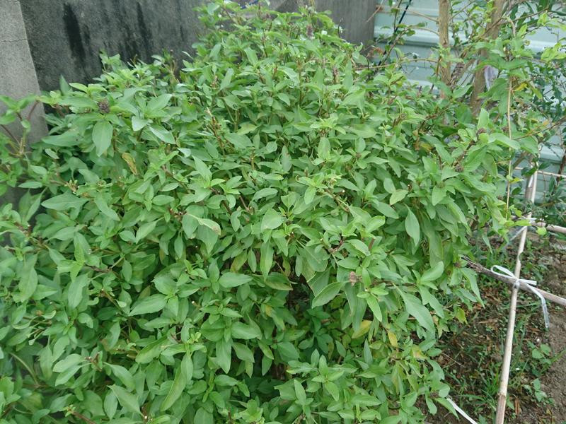 �ҳ��Ų�����͸�������