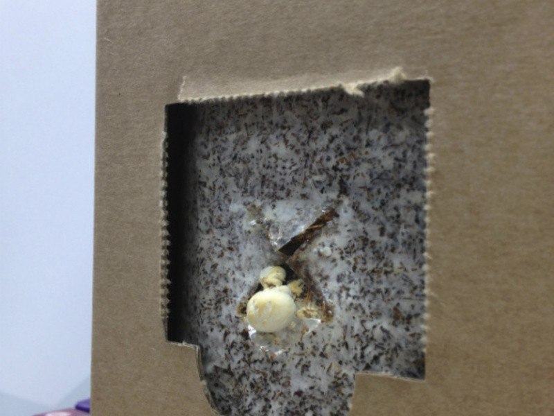 XO�����ƽ𹽵�����