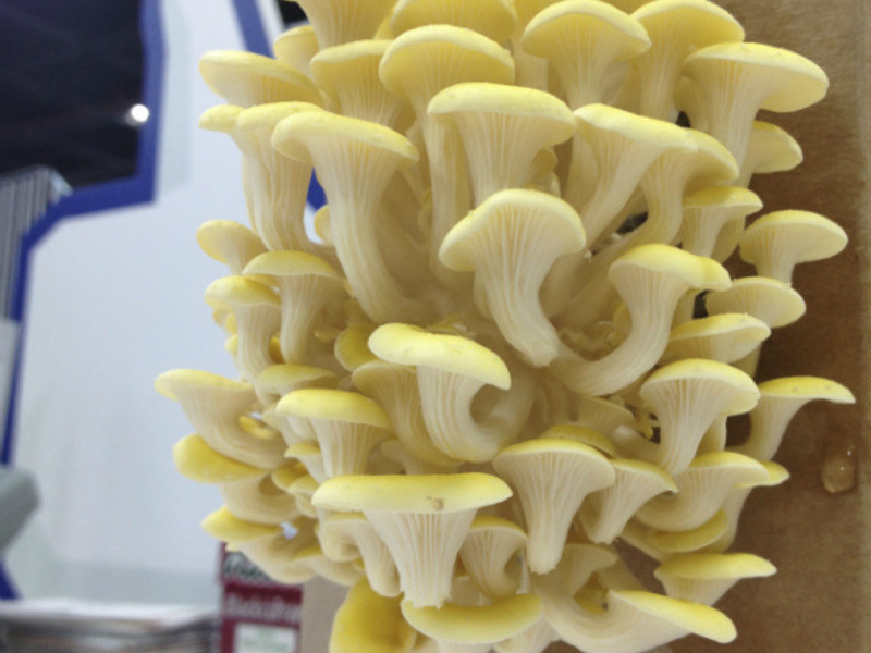 XO�����ƽ𹽵�����