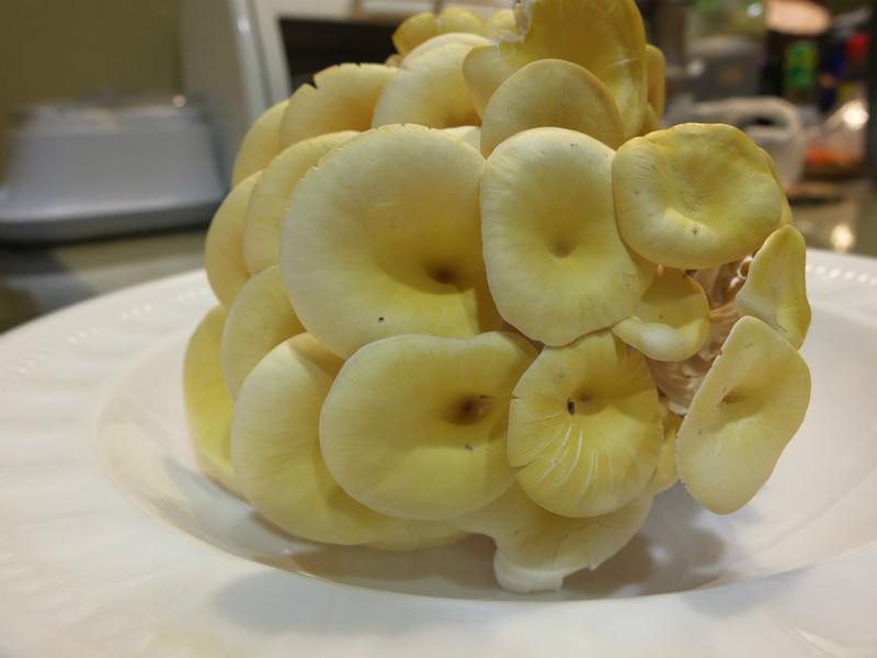 XO�����ƽ𹽵�����