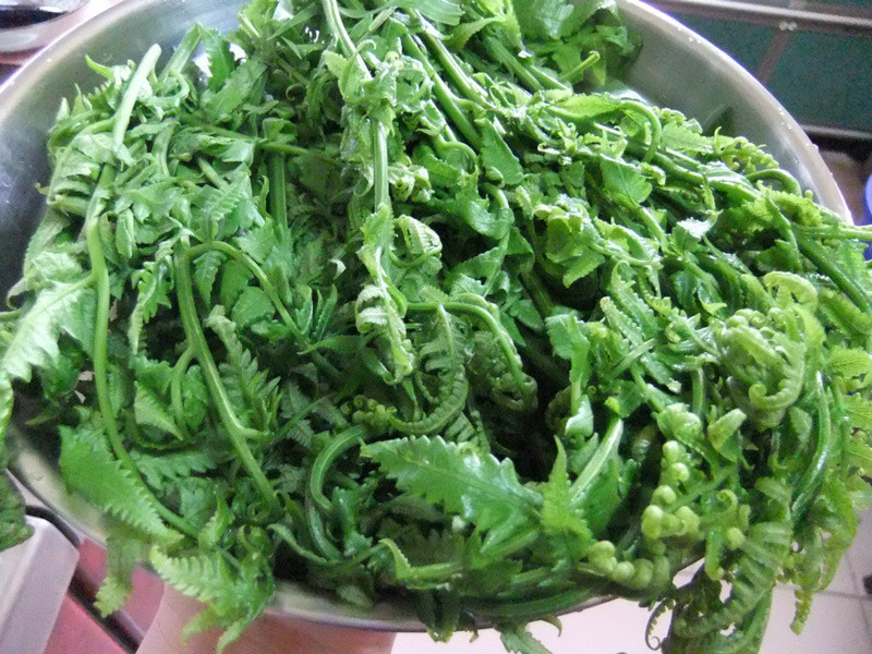 �¼����˹�è(ɽ��)������