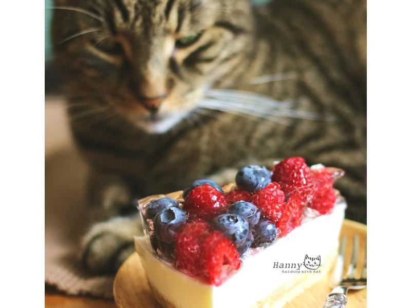 �Ÿ�ݮ�����������