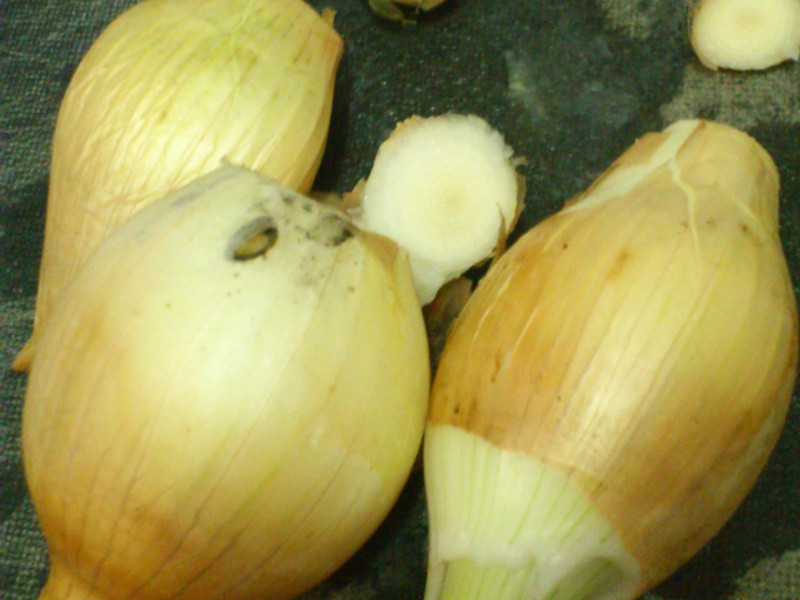 �л��������ɳ��������