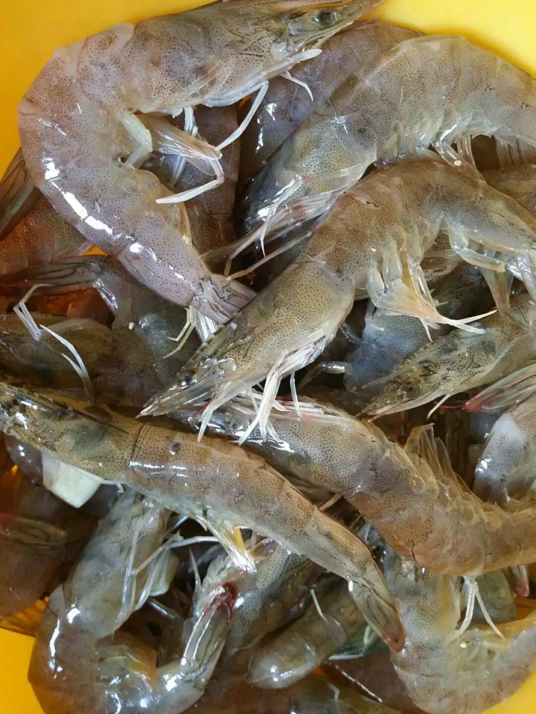 ���ͼ�֭˱ָ����Ϻ������