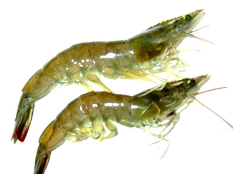 ���Ѹ�����Ϻ�����ˮ���������