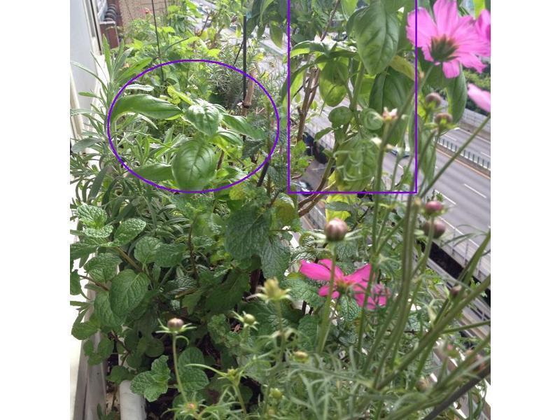 ��ʽ�ᶹ�����ུ Pesto������