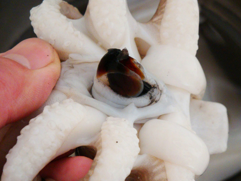 ��̨�ˣ�������֦������