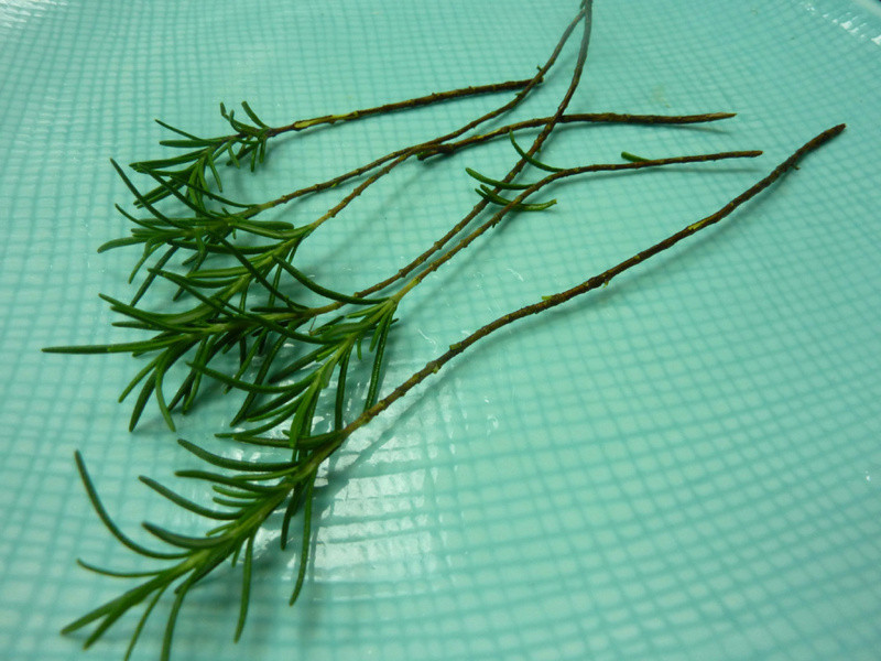 ((������))������ ֮ �����ͷ��߹����յ�����