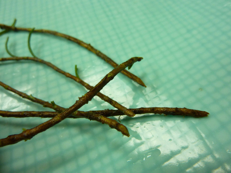 ((������))������ ֮ �����ͷ��߹����յ�����