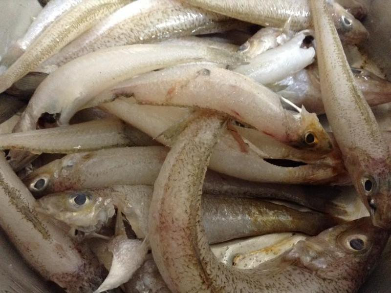 ��ըɳ���������