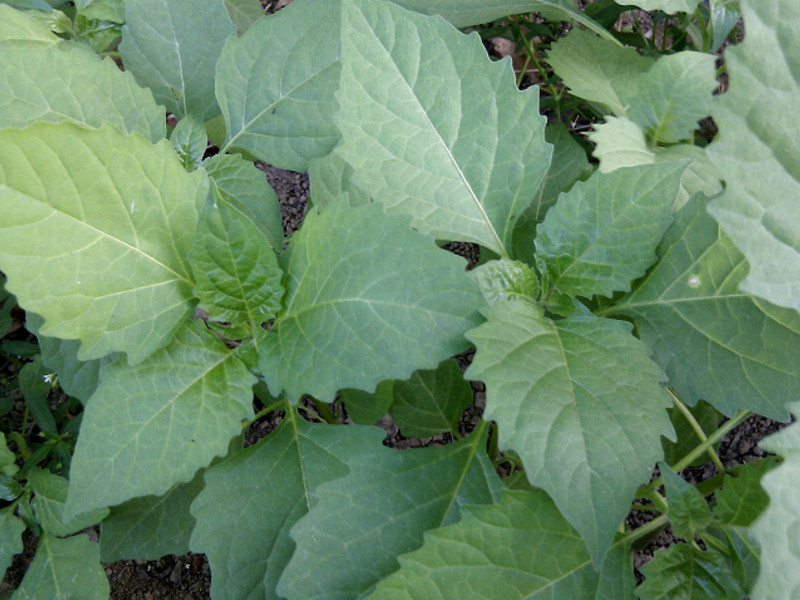 �������в��ࡿ������