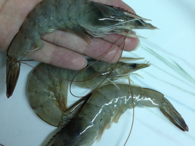 ˮ��Q����Ϻ������