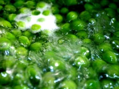 15 �����㶹��������