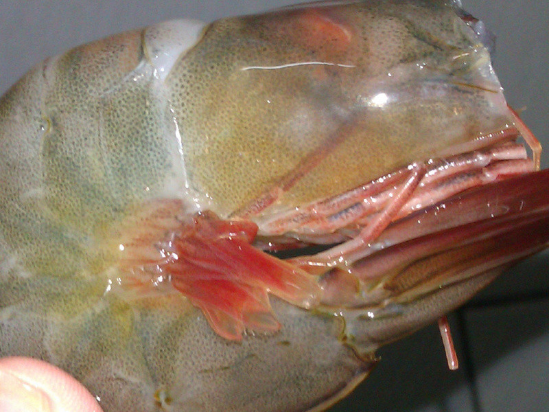 ���˾ƺ�����Ϻ������