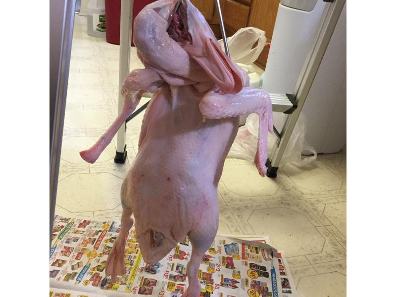 ��ʽ��Ѽ������